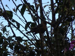 Turdus rufitorques