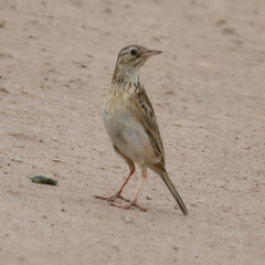 Anthus furcatus