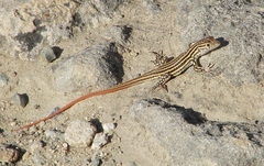 Acanthodactylus erythrurus