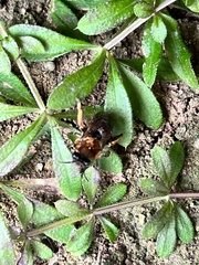 Anthophora plumipes