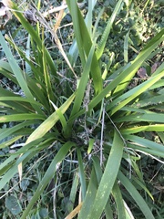 Iris foetidissima