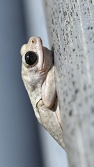 Hyperolius viridiflavus