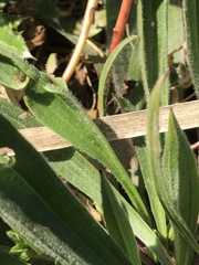 Plantago lagopus