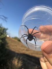 Latrodectus tredecimguttatus