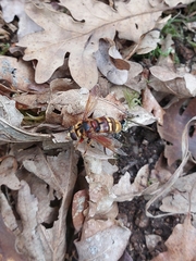 Milesia crabroniformis