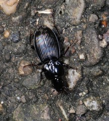 Pterostichus stygicus