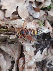 Milesia crabroniformis