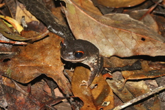 Leptobrachium pullum