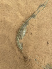 Psammophis mossambicus