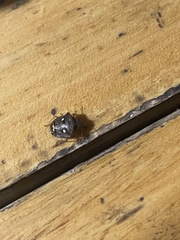 Eysarcoris guttigerus