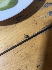 Eysarcoris guttigerus