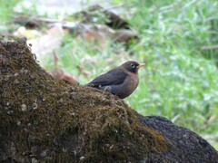 Turdus rufitorques