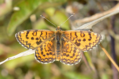 Melitaea trivia