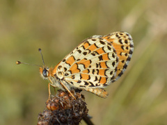 Melitaea trivia