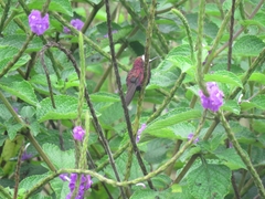 Microchera albocoronata