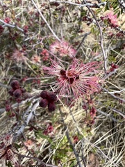 Calliandra eriophylla