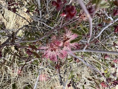 Calliandra eriophylla