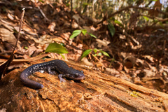 Plethodon chlorobryonis