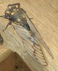 Macrotristria angularis