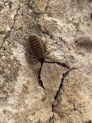 Neobisium