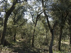 Quercus rotundifolia