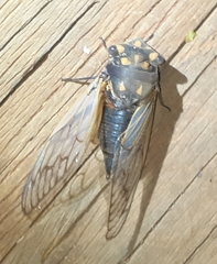 Macrotristria angularis