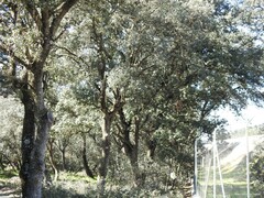 Quercus rotundifolia