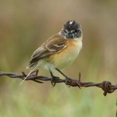 Polystictus pectoralis
