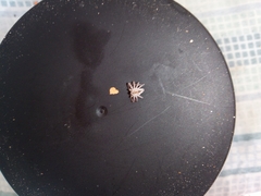 Arachosia praesignis