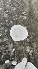 Ostropomycetidae
