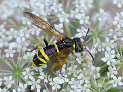 Tenthredo marginella