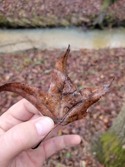 Liquidambar formosana