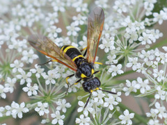 Tenthredo marginella