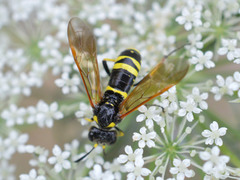 Tenthredo marginella