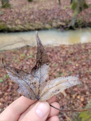 Liquidambar formosana