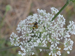Tenthredo marginella