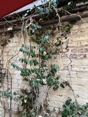 Euonymus fortunei