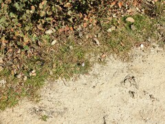 Erodium cicutarium