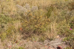 Hermannia salviifolia