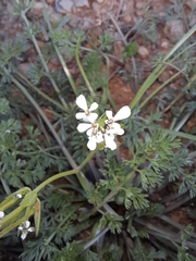 Scandix pecten-veneris