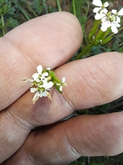 Scandix pecten-veneris