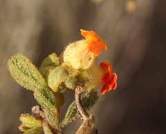 Hermannia salviifolia