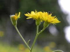 Crepis neglecta