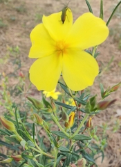 Cistus calycinus