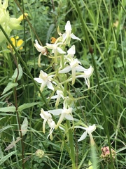 Platanthera bifolia