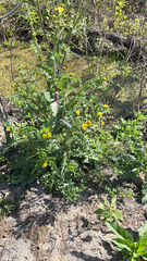 Sonchus asper