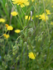 Crepis neglecta