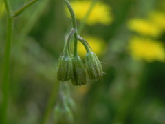 Crepis neglecta