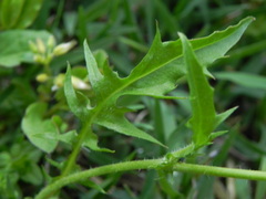 Crepis neglecta