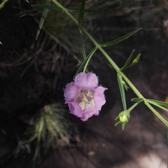 Agalinis linarioides